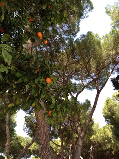 93-orange trees-2012